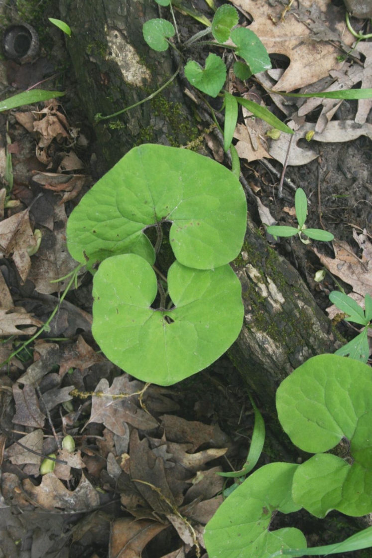 Asarum canadense (Wild-ginger), leaf, mature