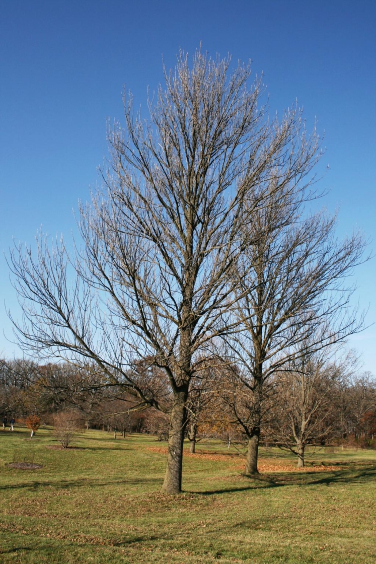 Fraxinus tomentosa (Pumpkin Ash), habit, winter