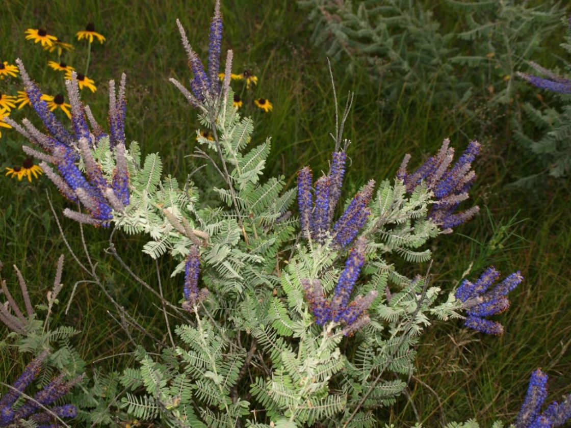 Amorpha canescens (Leadplant), habit, summer, inflorescence