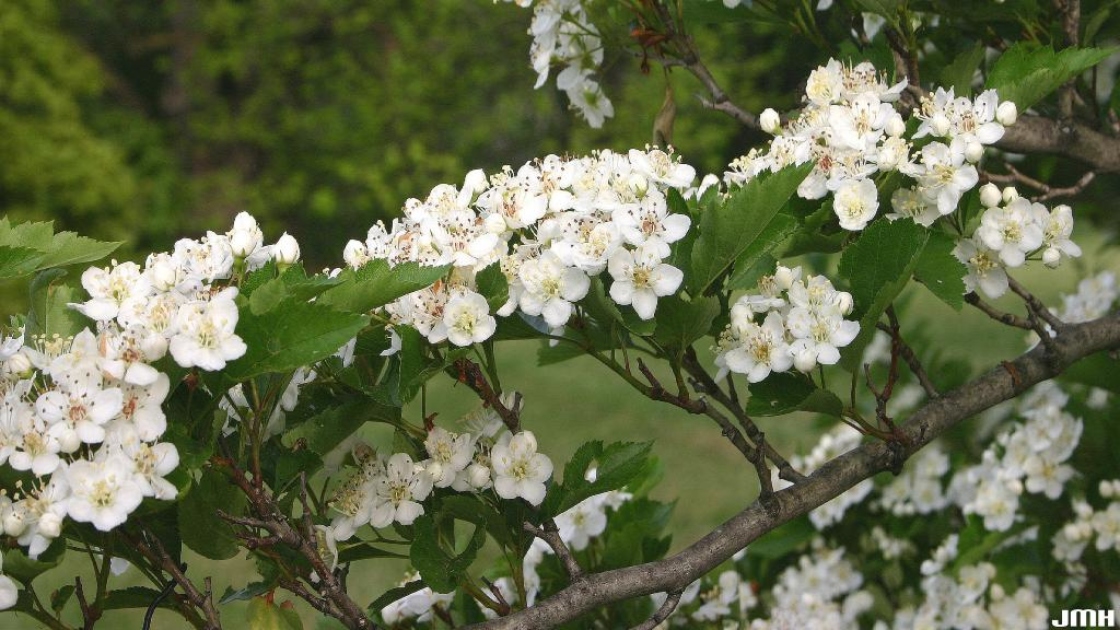Crataegus viridis ‘Winter King’ (Winter King green hawthorn), flowers