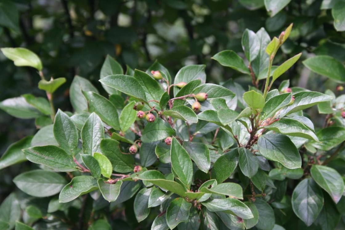Cotoneaster lucida Schlecht. (hedge cotoneaster), fruit