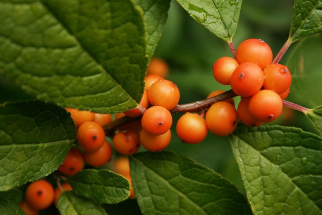 Winterberry – A Holly Like No Other – Norfolk Botanical Garden