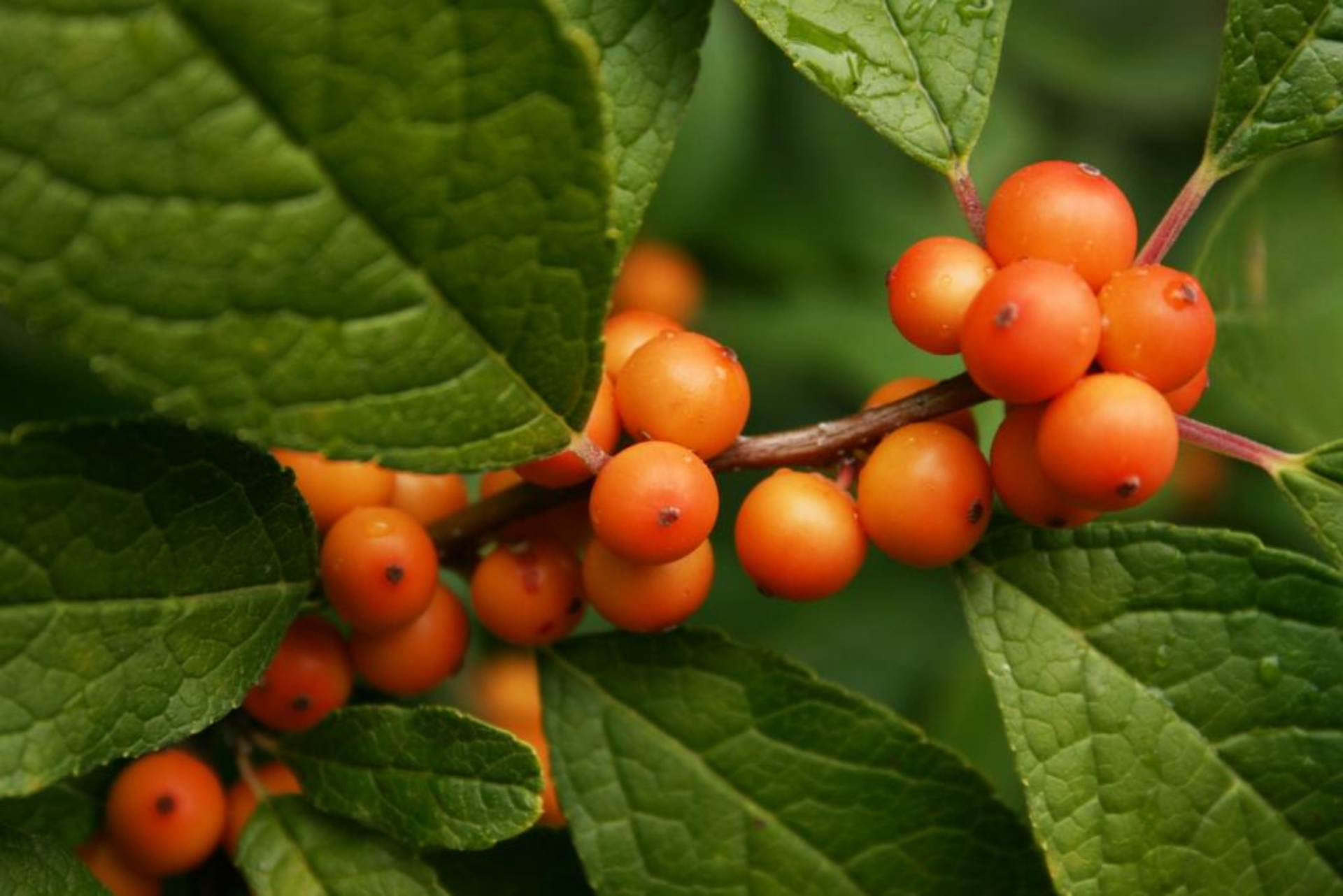 Common Winterberry | The Morton Arboretum