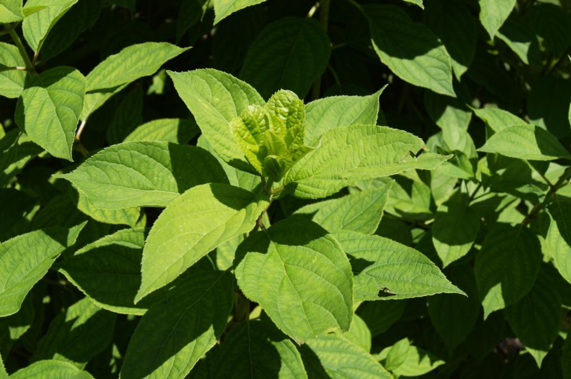 Hydrangea paniculata 'Limelight' (PP12874) (Limelight Panicled Hydrangea PP12874), leaf, summer