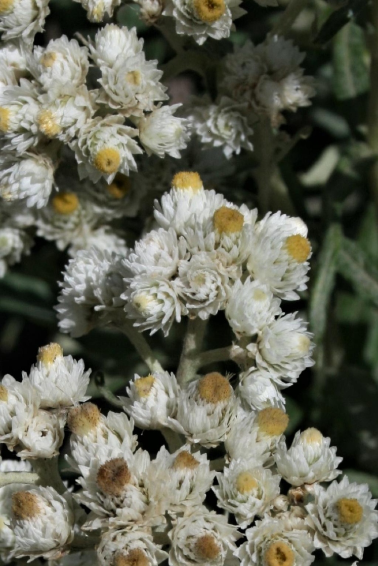 Anaphalis margaritacea (Pearly Everlasting), flower, full