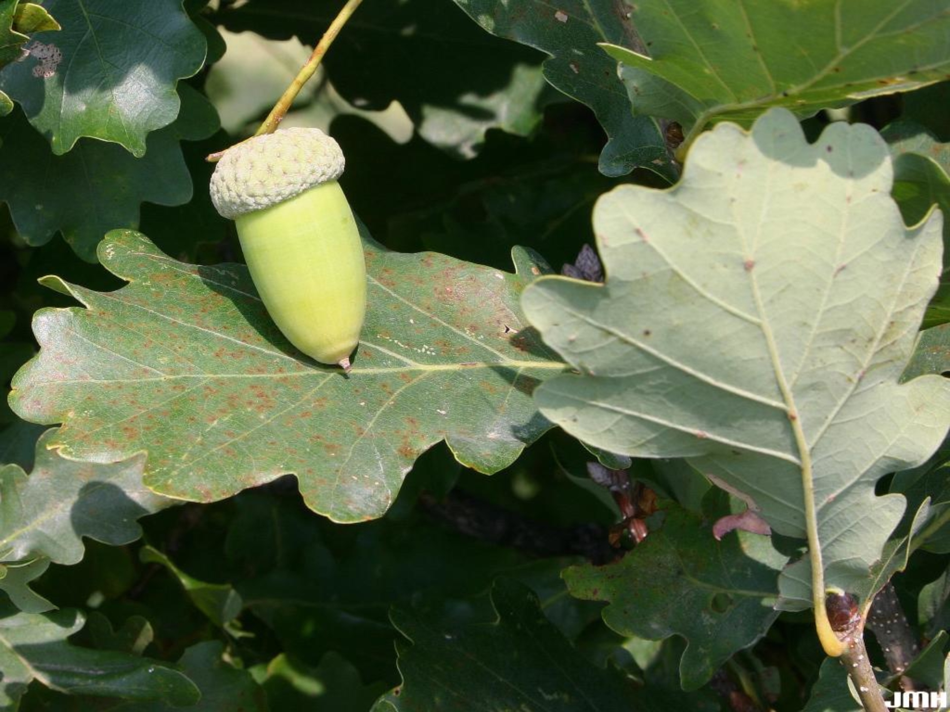 English oak | The Morton Arboretum