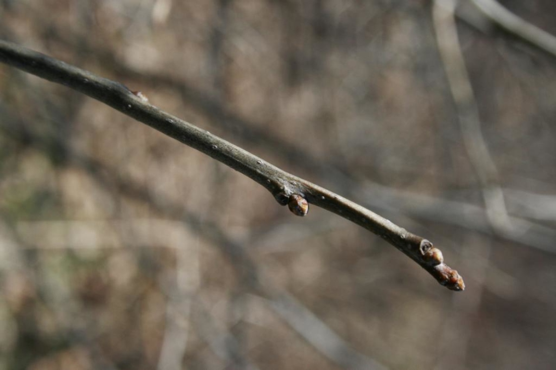 Ilex verticillata (Common Winterberry), bud, terminal