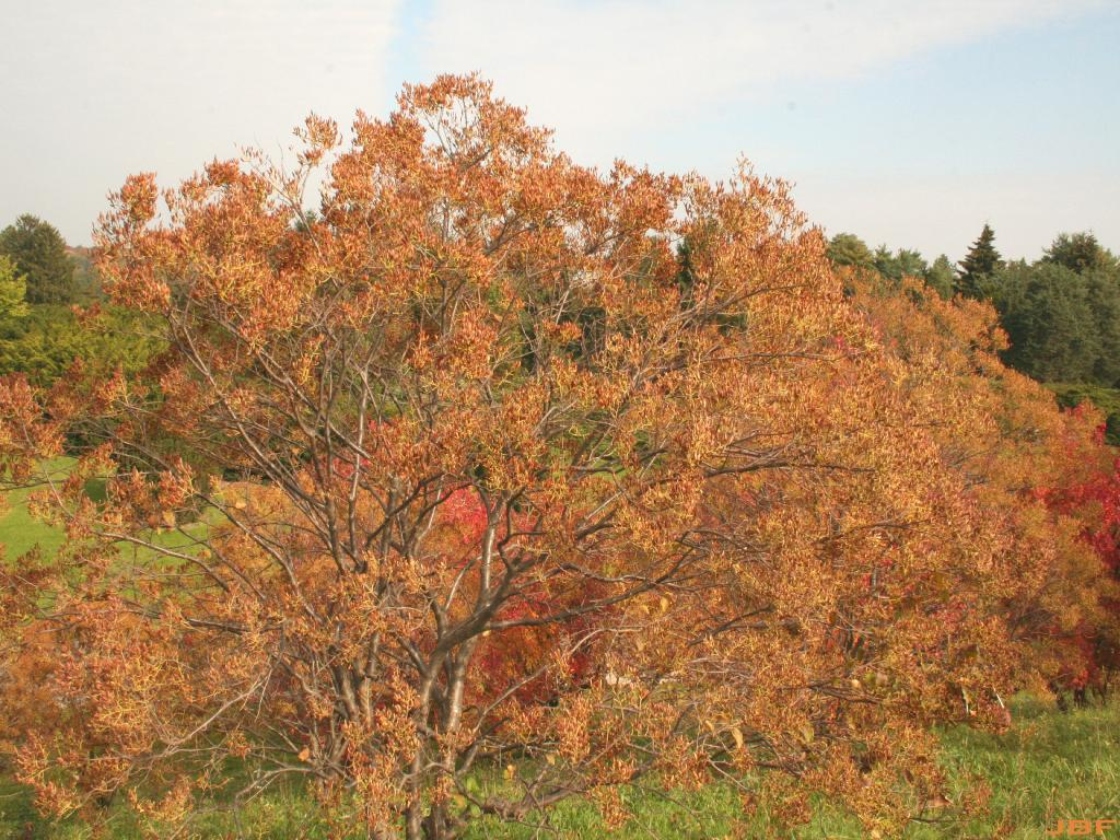 Japanese tree lilac | The Morton Arboretum