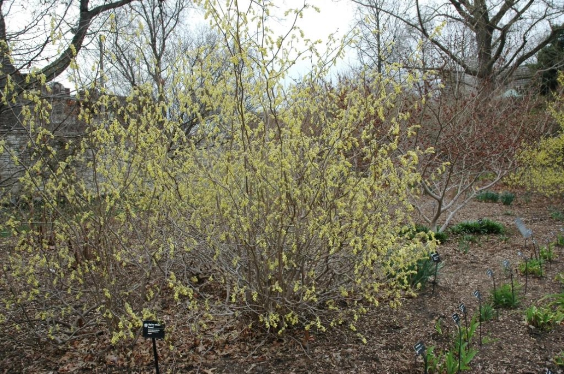 Corylopsis spicata Siebold & Zucc. (spiked winter-hazel), habit