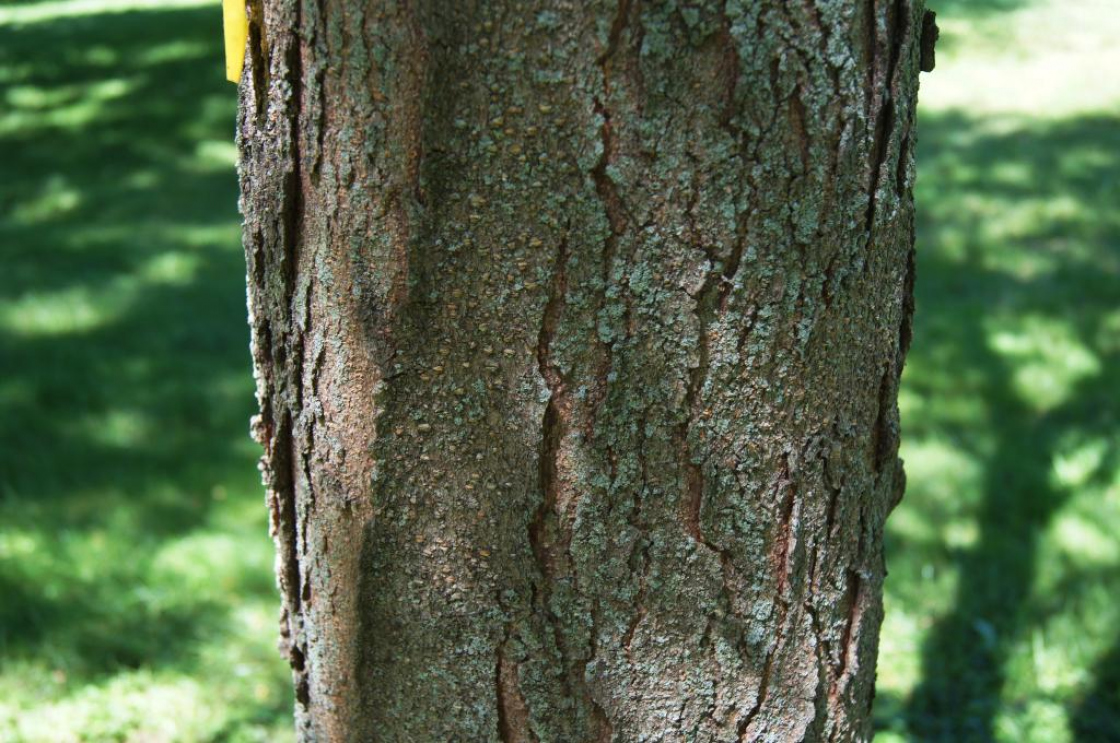 Gleditsia triacanthos (Honey-locust), bark, mature