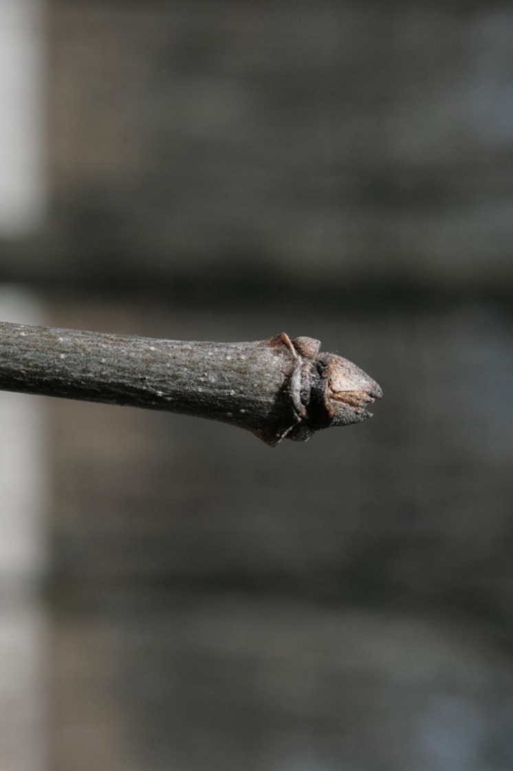 Fraxinus americana (White Ash), bud, terminal