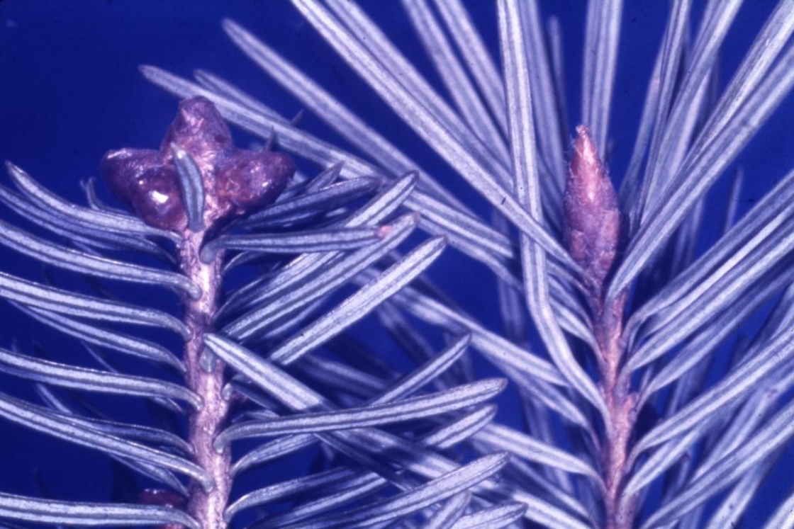 Abies balsamea (L.) Mill. (balsam fir) [left] and Pseudotsuga menziesii (Mirb.) Franco (Douglas fir) [right], branch tips, buds, and needles