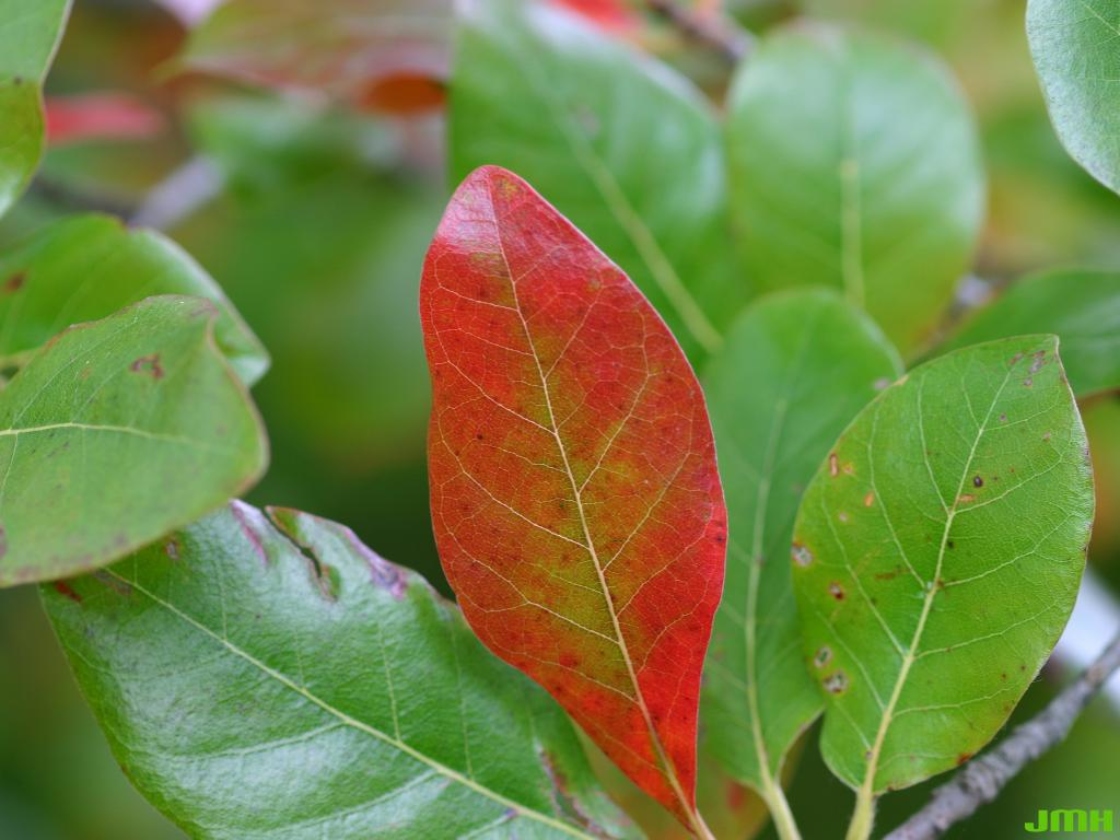 Nyssa sylvatica Marsh. (tupelo), leaves