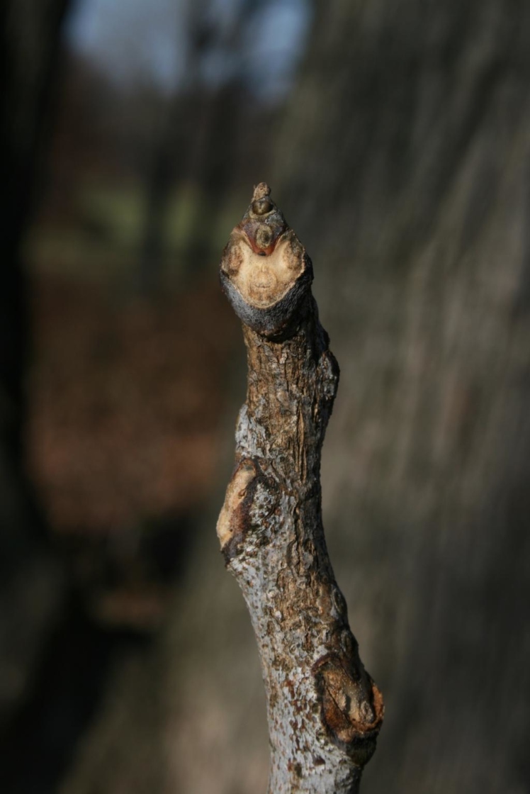 Gymnocladus dioicus (Kentucky Coffeetree), bud, terminal
