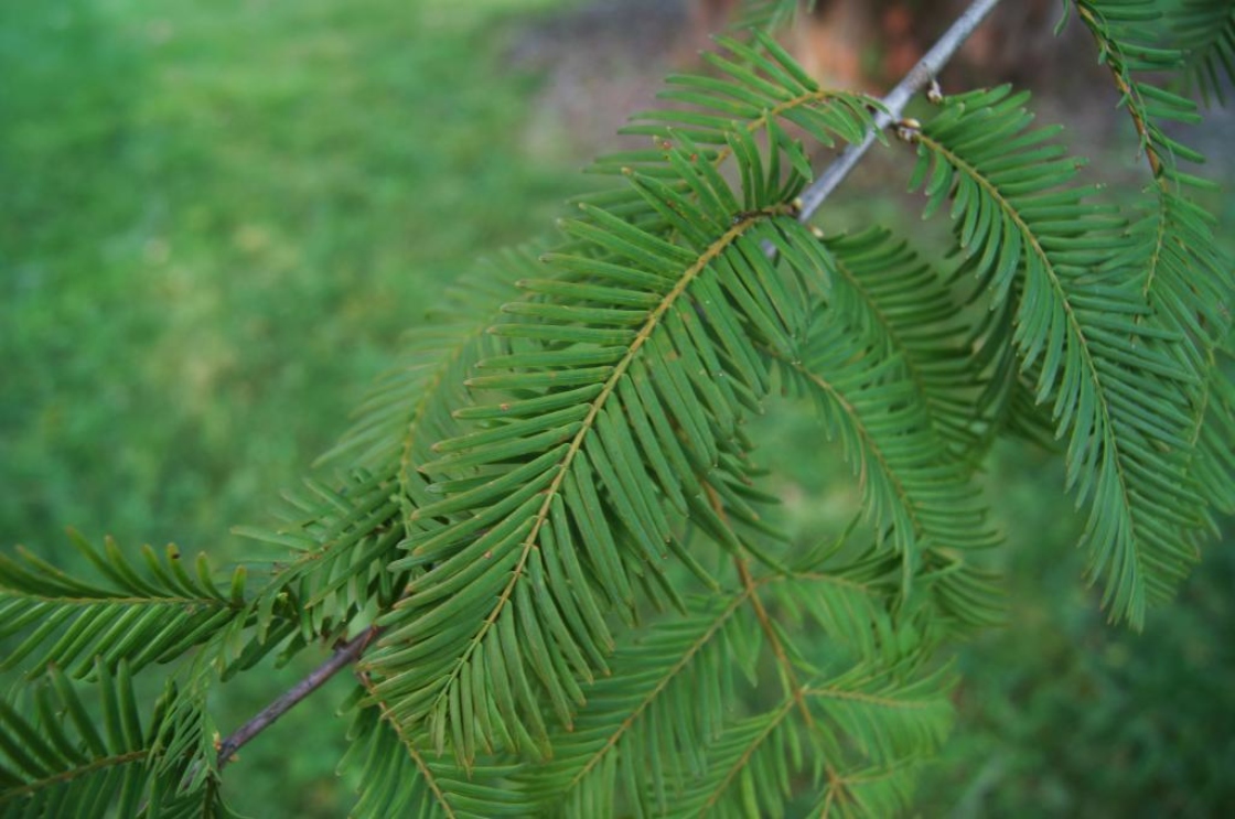 Metasequoia glyptostroboides (Dawn-redwood), leaf, summer