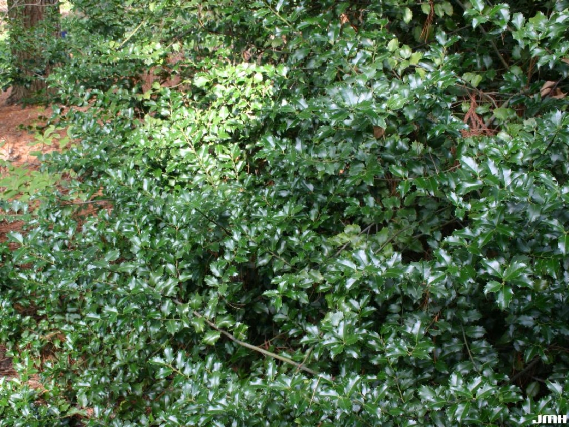 Ilex ×meserveae ‘Blue Princess’ (Blue Princess Meserve holly), branches