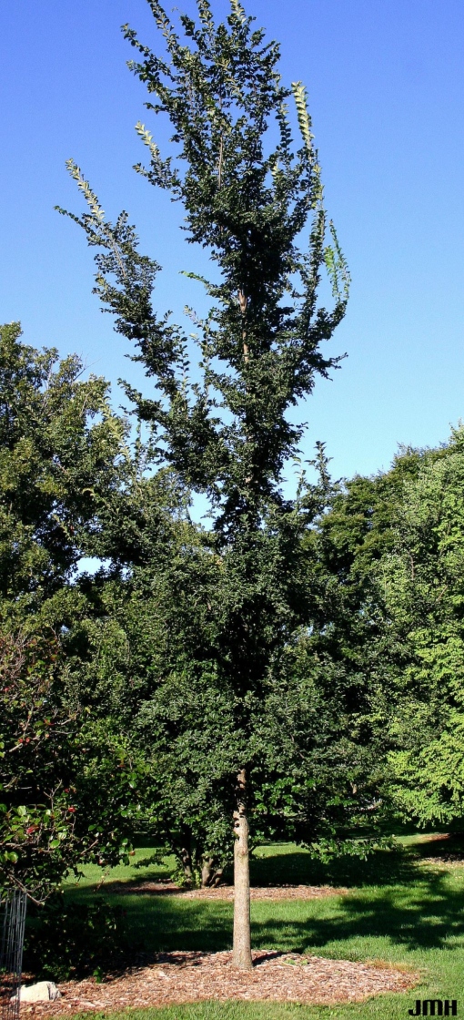 Ulmus 'Patriot' (PATRIOT ELM), growth habit, tree form