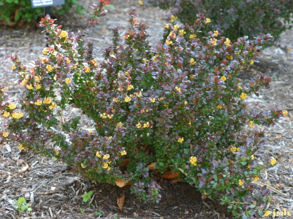 Berberis thunbergii 'Concorde' (Concorde purple-leaved Japanese barberry), habit