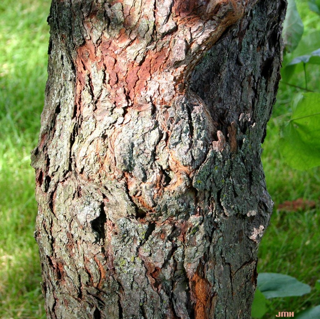 Cercis canadensis f. alba Rehd. (whitebud), bark