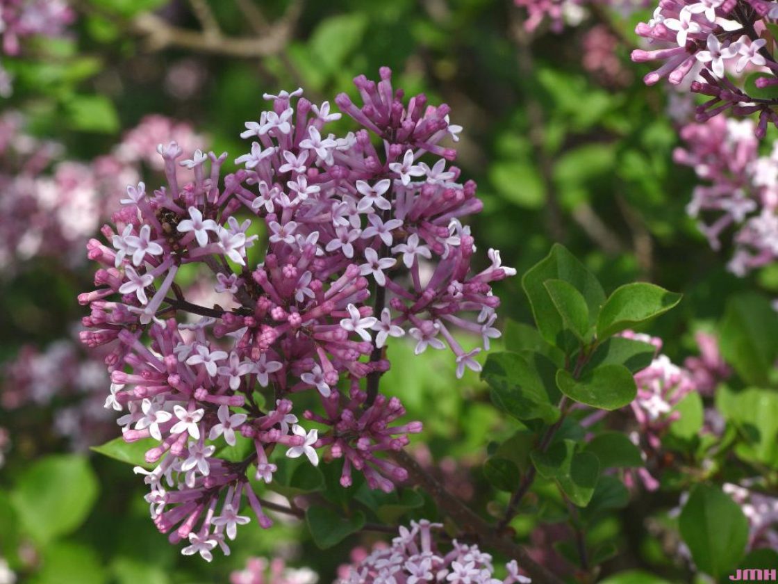 Syringa meyeri ‘Palibin’ (Palibin lilac), flowers