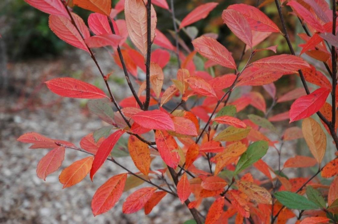 Aronia arbutifolia ‘Brilliantissima’ (Brilliant red chokeberry), leaves