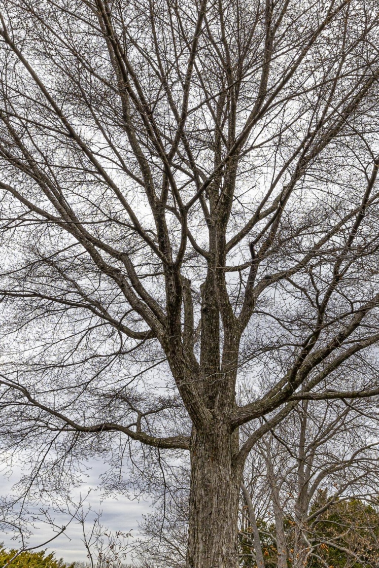 Ulmus davidiana var. japonica Accolade® (Accolade elm), winter