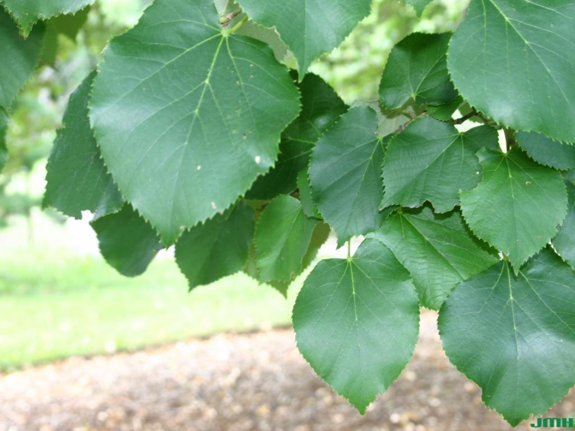 Linden Tree Leaf