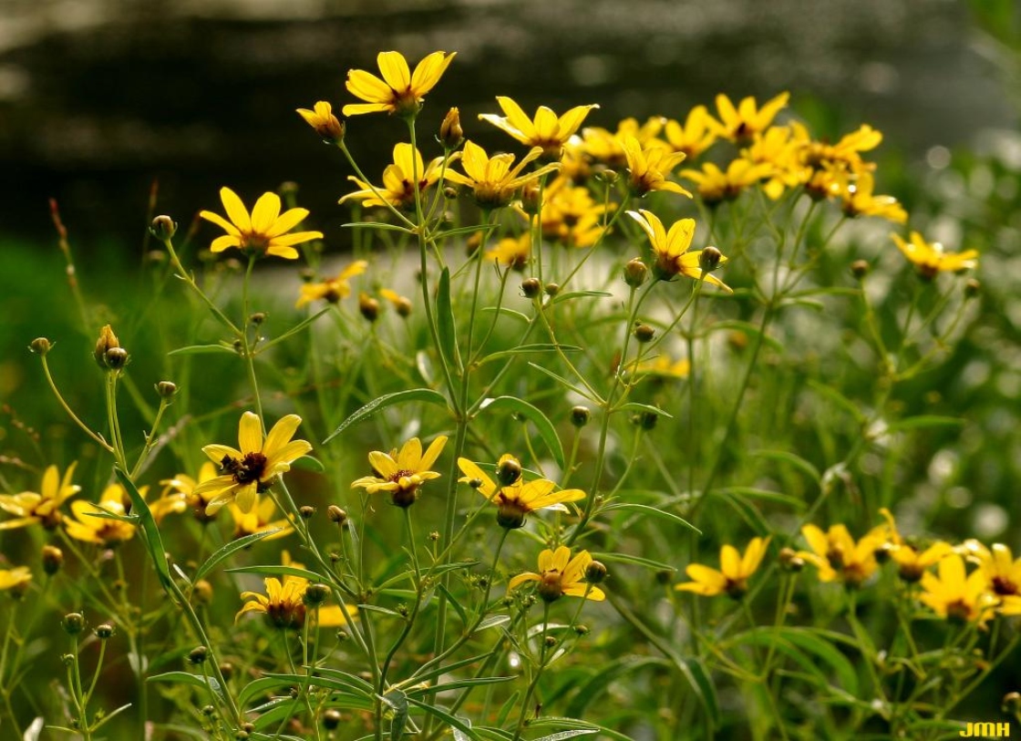 Coreopsis tripteris L. (tall coreopsis), flowers, habitat