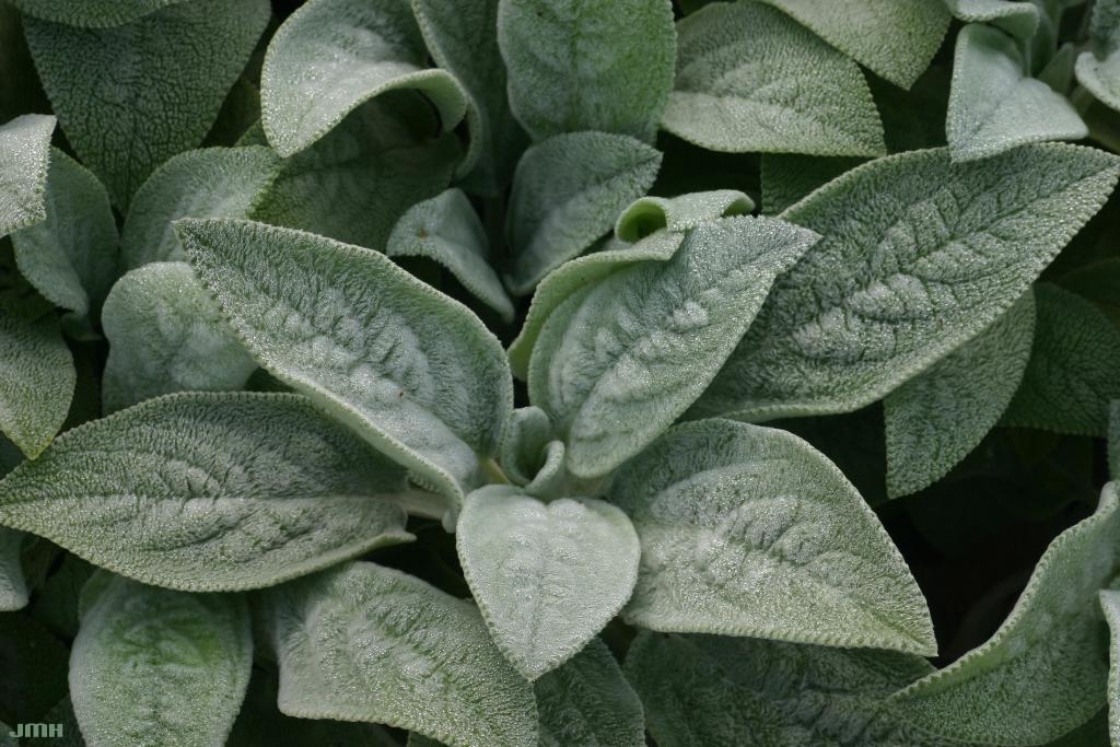 Stachys byzantina ‘Big Ears’ (Big Ears lamb’s ears), close-up of leaves