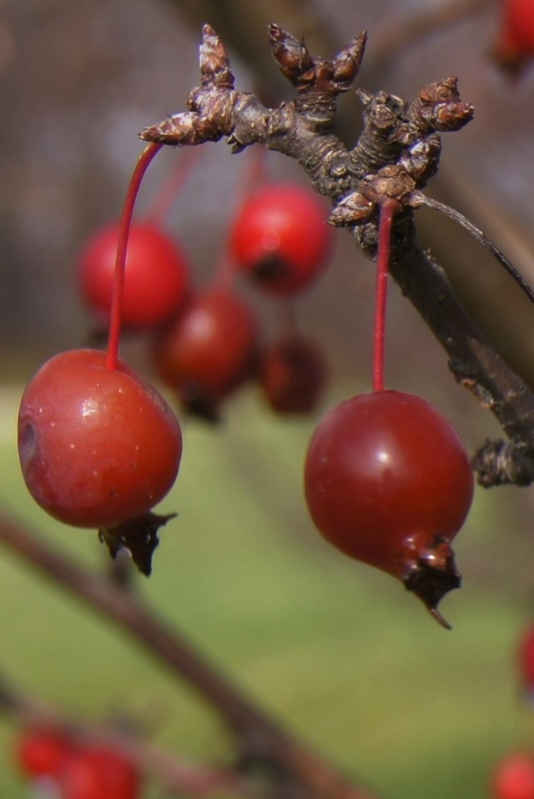 Malus 'David' (David Crabapple), bud, terminal