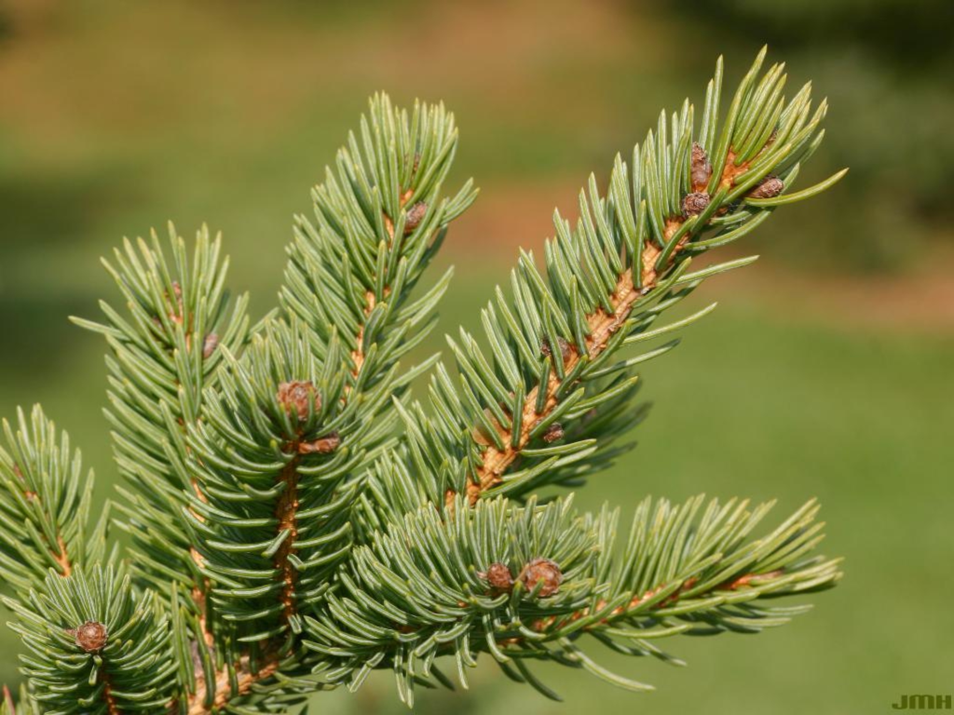 White spruce | The Morton Arboretum