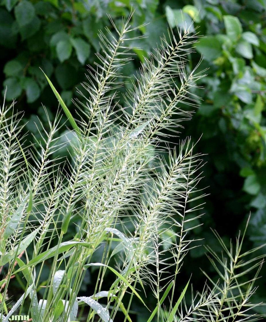 Elymus hystrix L. (bottlebrush grass), leaves and inflorescence
