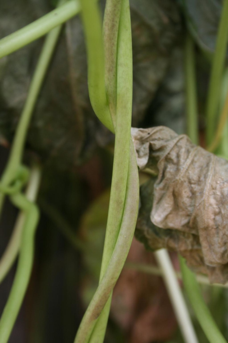 Ipomoea alba (Moonflower), bark, stem