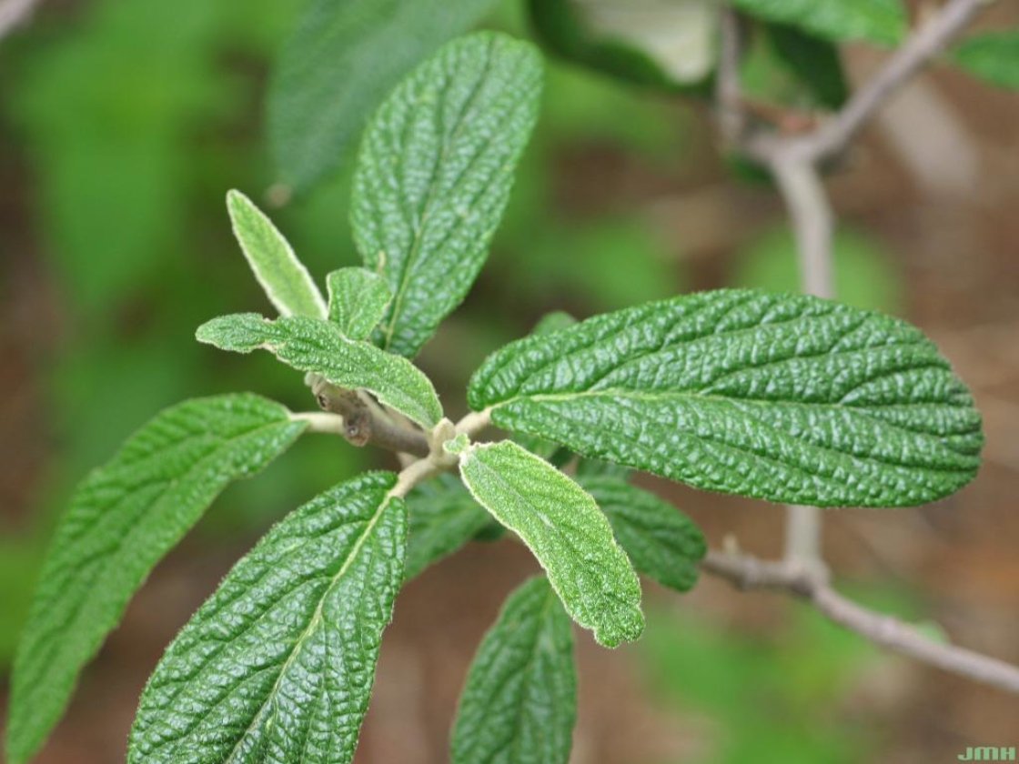 Viburnum rhytidophyllum (leatherleaf viburnum), leaves