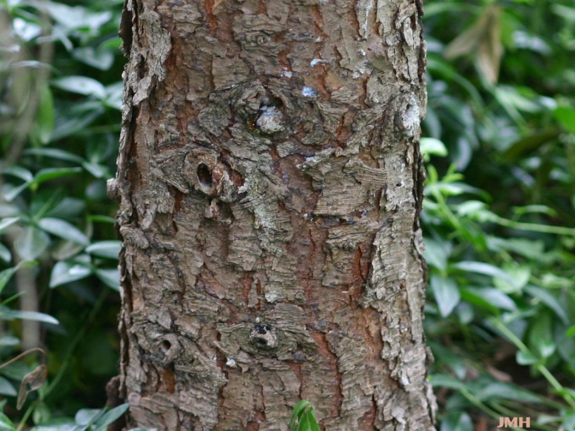 Picea omorika (Pancic) Purkyne (Serbian spruce), bark