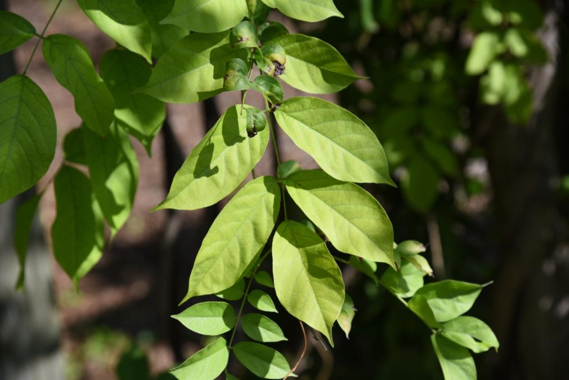 Wisteria sinensis (Chinese Wisteria), leaf, fall