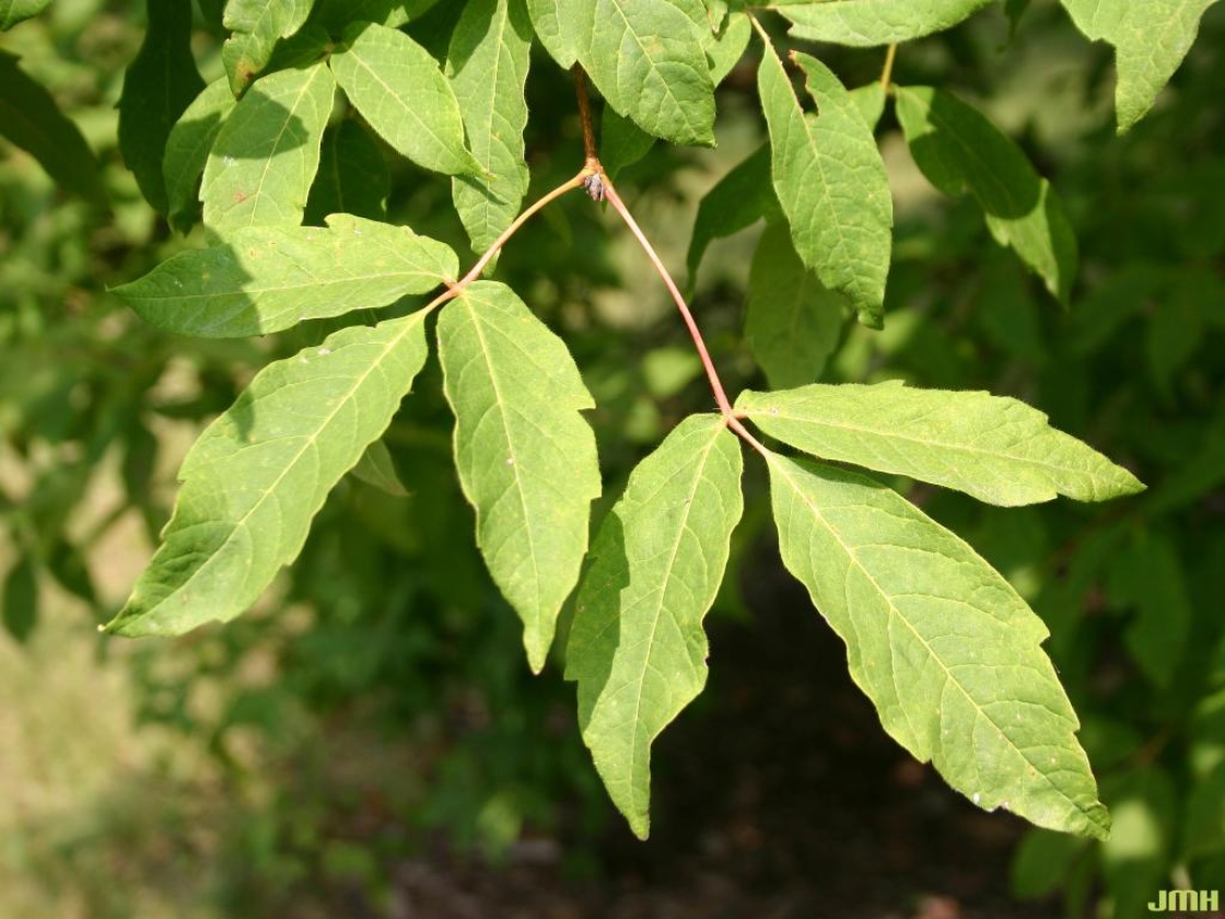 Acer triflorum Komar. (three-flowered maple), leaves