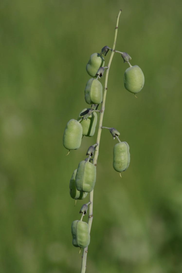 Baptisia alba var. macrophylla (White Wild Indigo), fruit, mature