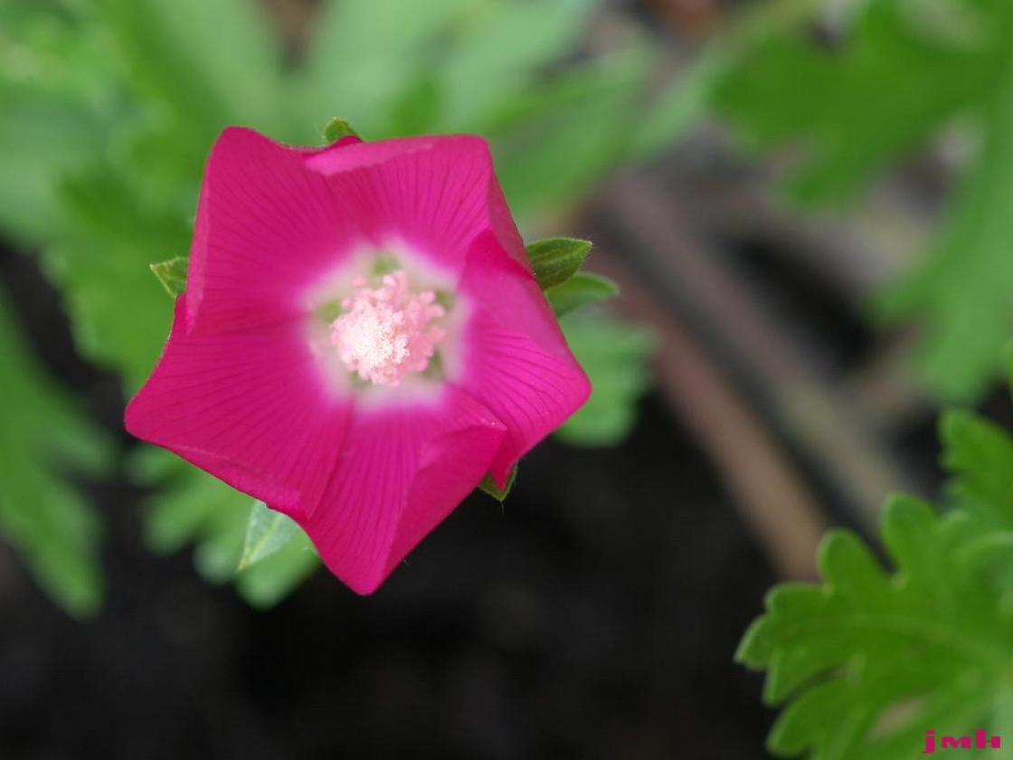 Callirhoe involucrata (Torr. & A. Gray) A. Gray (purple poppy-mallow), flower