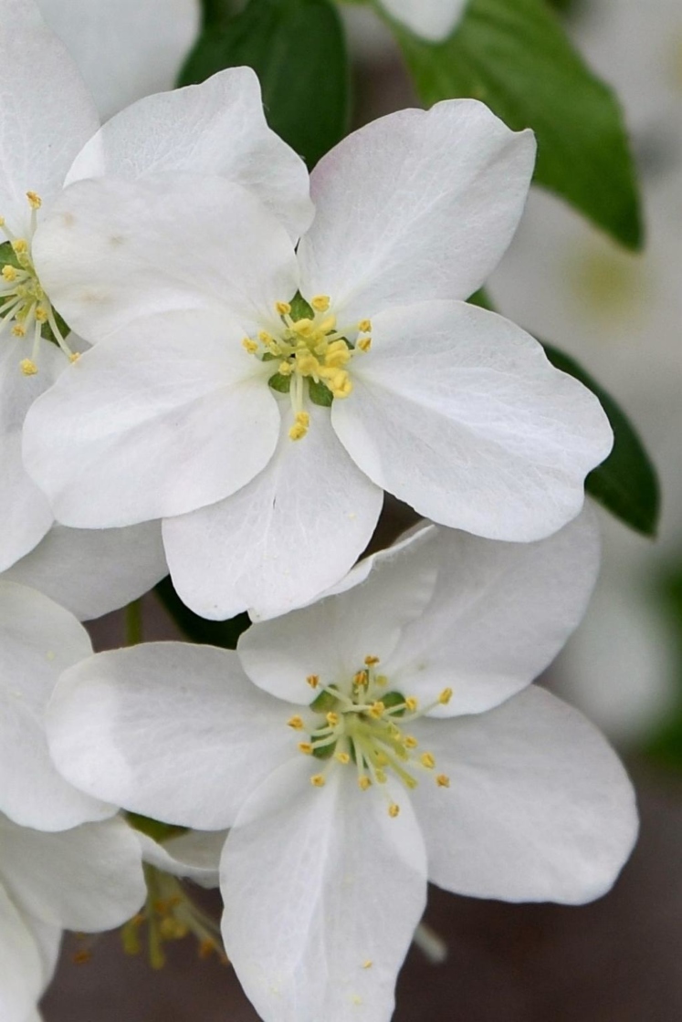 Malus 'Frettingham Victoria' (Frettingham Victoria Crabapple), flower, throat