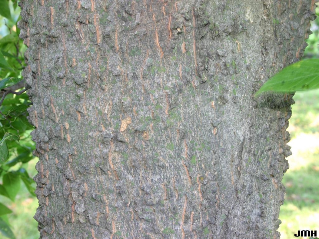 Celtis laevigata Willd. (sugarberry), bark