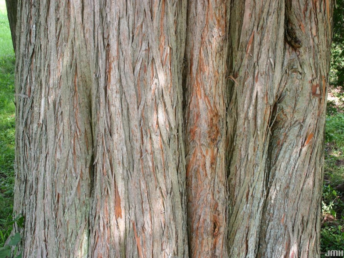Taxodium distichum (L.) Rich. (bald-cypress), bark