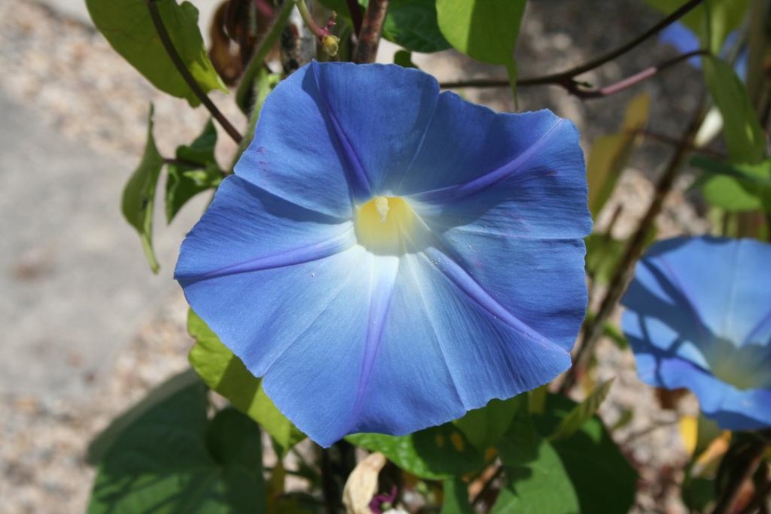 Ipomoea tricolor 'Heavenly Blue' (morning glory), flowers