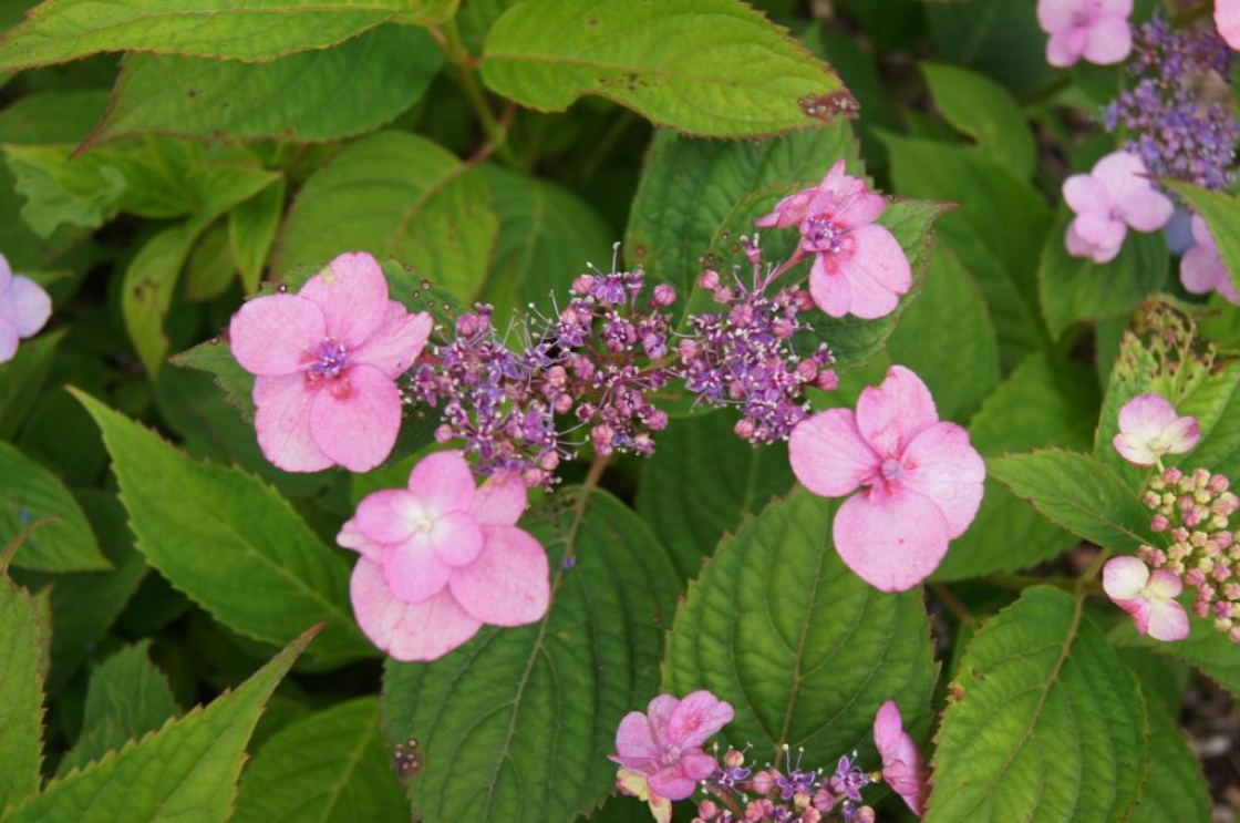 Hydrangea serrata (Mountain Hydrangea), inflorescence