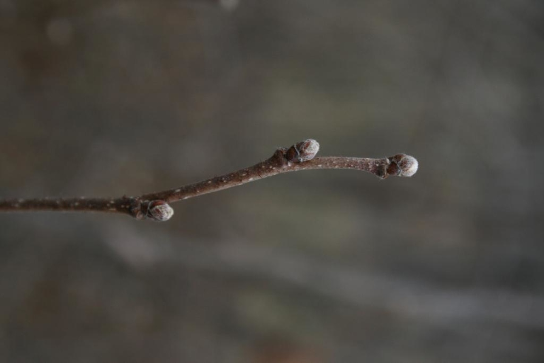 Corylus americana (American Hazelnut), bud, terminal, lateral