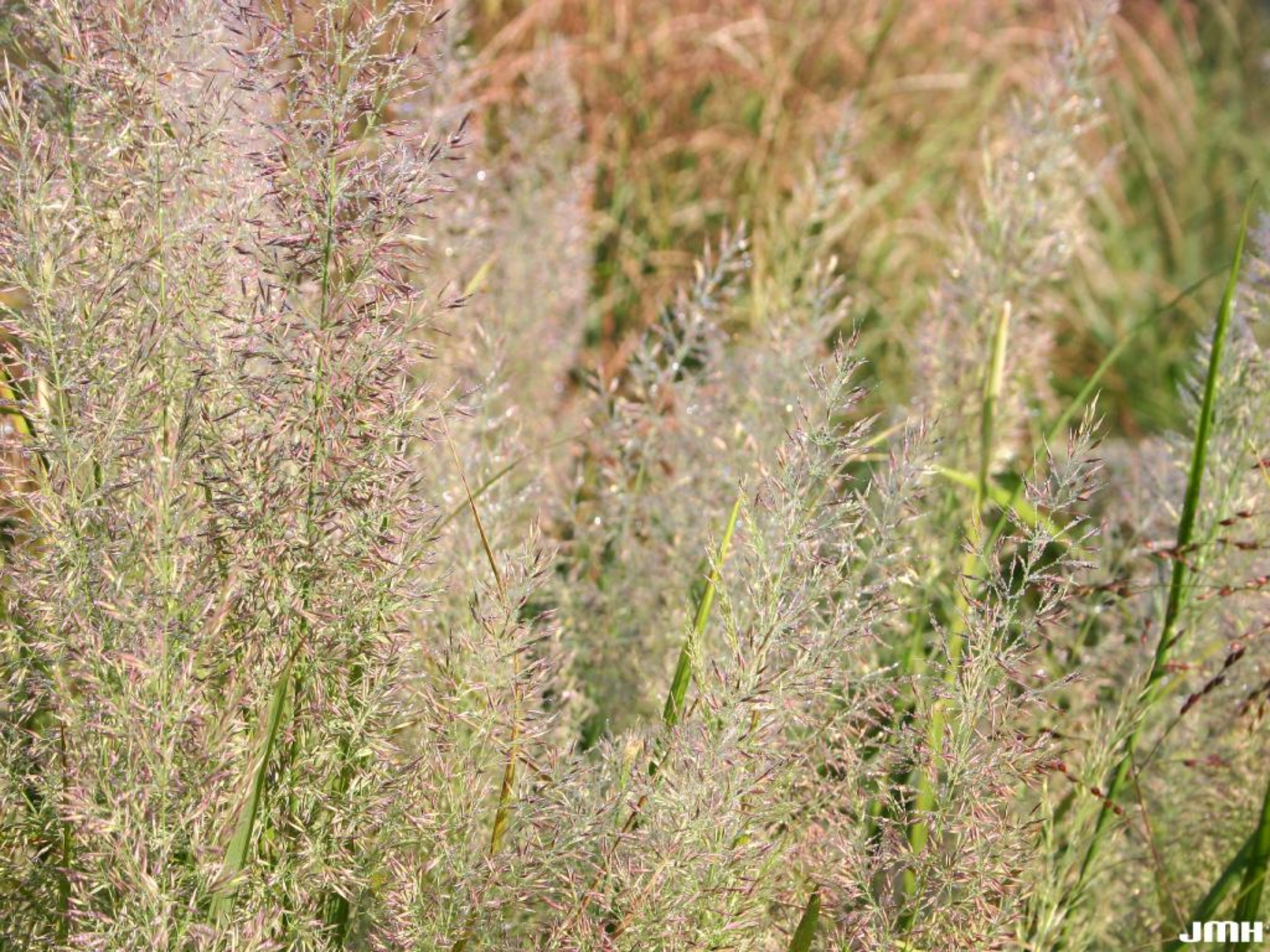 Korean Reed Grass The Morton Arboretum