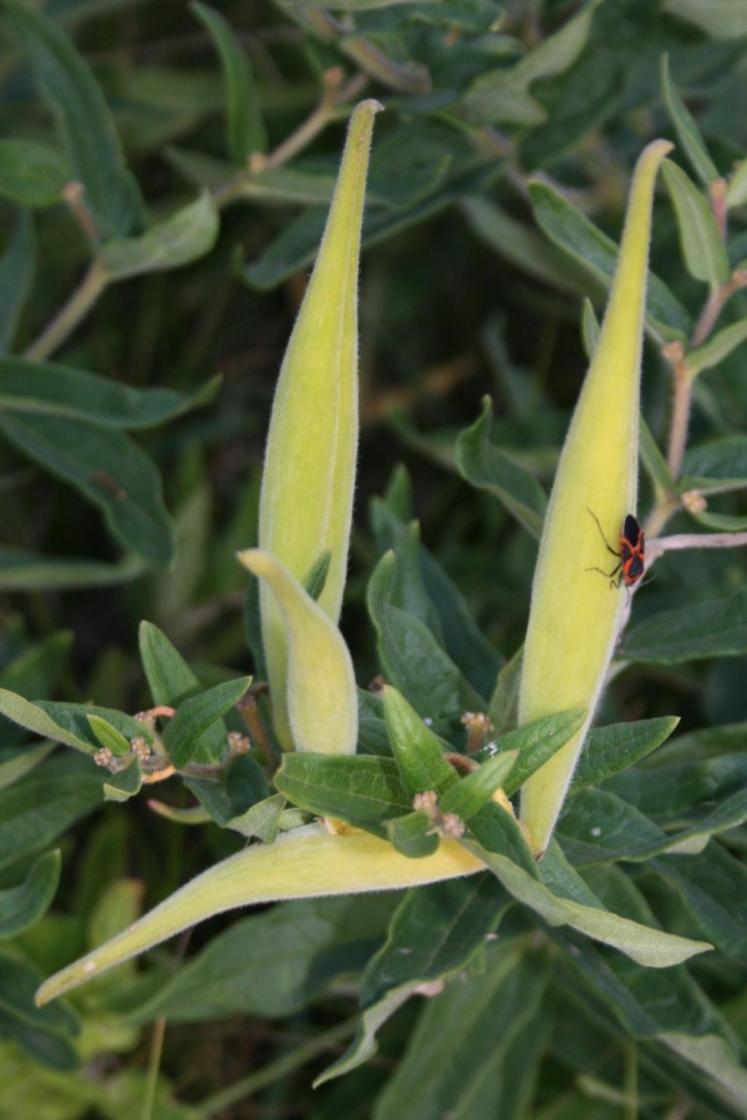 Asclepias tuberosa (Butterfly Milkweed), fruit, immature