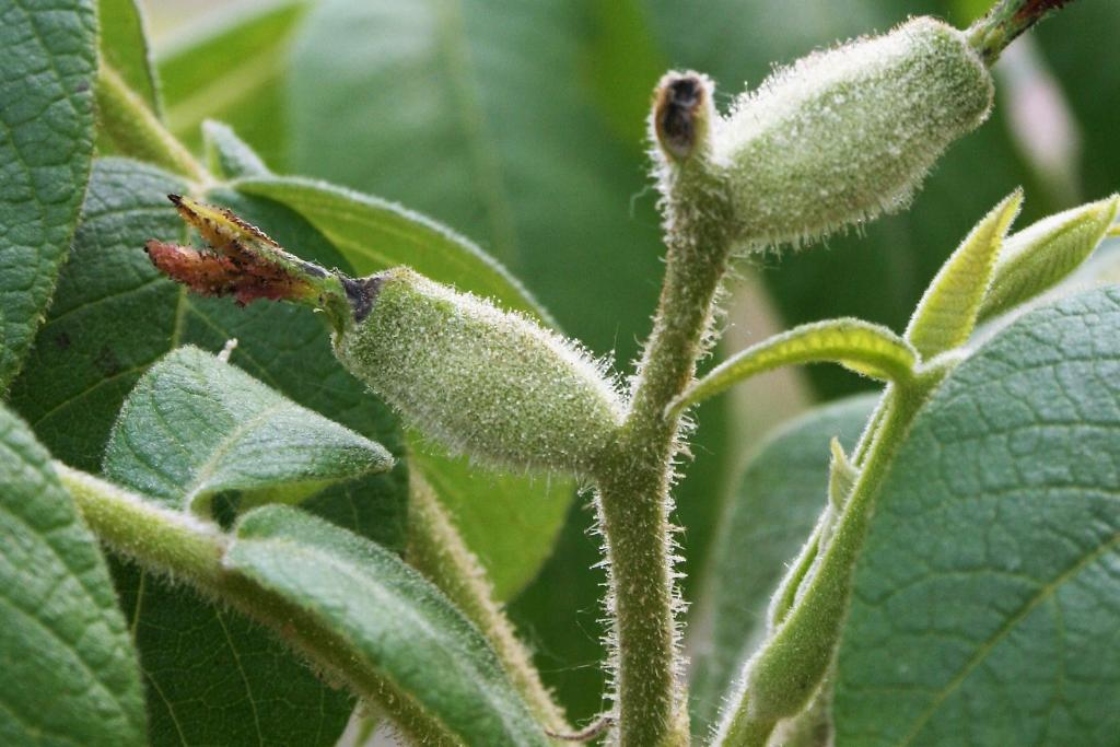 Butternut | Juglans cinerea | The Morton Arboretum