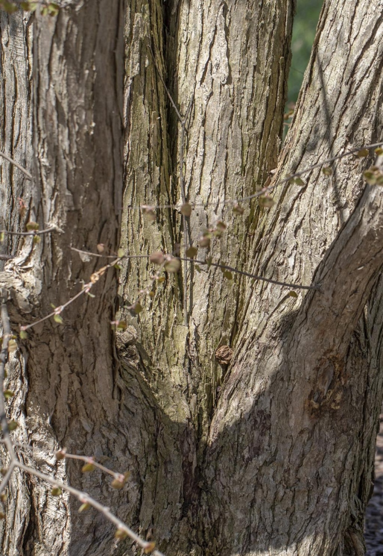 Cercidiphyllum japonicum Sieb. & Zucc. (katsura tree), bark