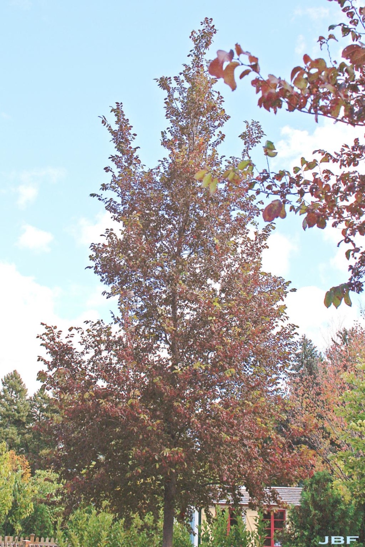 Ulmus 'Frontier' (FRONTIER ELM), growth habit, tree form
